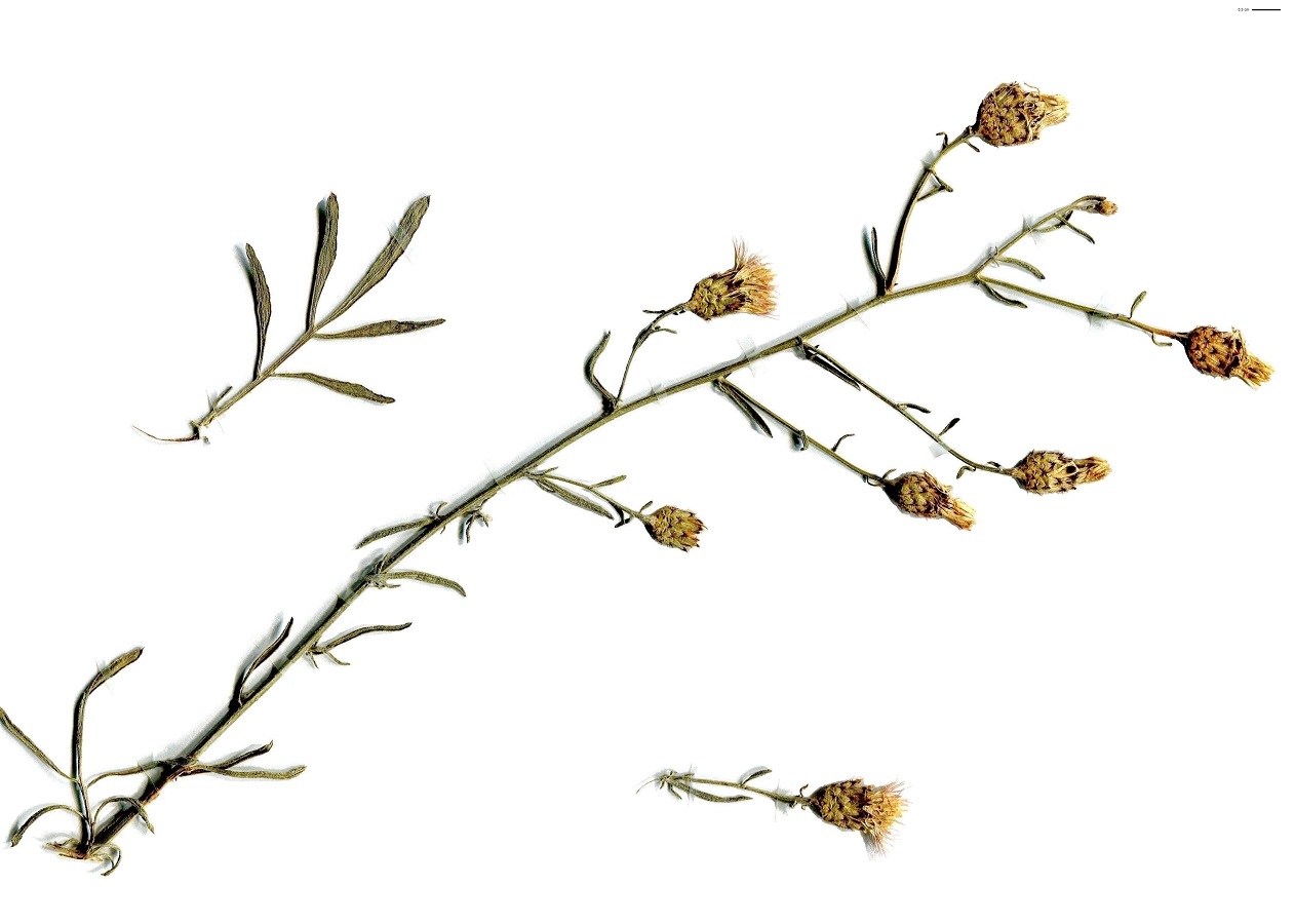 Centaurea paniculata subsp. paniculata (Asteraceae)